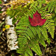 Fall keweenaw michigan for sale  Appleton