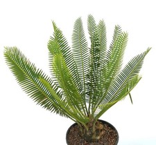 Dioon angustifolium 9x8cm usato  Napoli