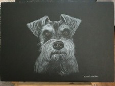 Original mini schnauzer for sale  WELLINGBOROUGH