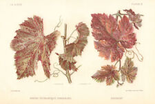 Rouge tetranyque tisserand for sale  LONDON