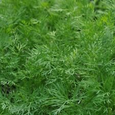 Dukat dill heirloom for sale  Deltona