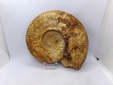 Belle ammonite 14 d'occasion  Bruay-sur-l'Escaut