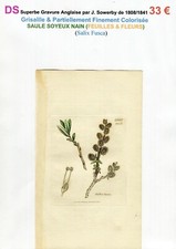XIX ème - SAULE SOYEUX NAIN (Salix Fusca) Feuilles & Fleurs - 1808/1841 comprar usado  Enviando para Brazil