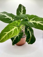 Silver goosefoot arrowhead for sale  Henrico