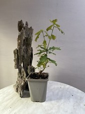 bonsai oak for sale bonsai oak for sale HEREFORD