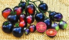 Tomato indigo rose for sale Tomato indigo rose for sale  SALISBURY