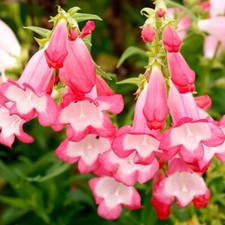Penstemon pink flamingo for sale  WORKSOP