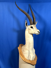 antelope horns for sale  Des Moines