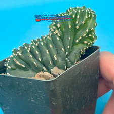 large specimen cactus for sale large specimen cactus for sale Austin