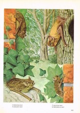 Bat serotine noctule for sale  DEREHAM