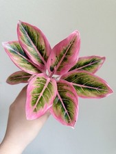 Aglaonema lotus delight for sale  Santa Clara