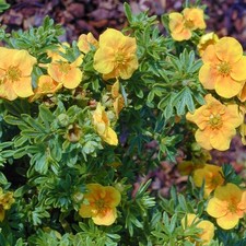 Rangener fingerstrauch mango gebraucht kaufen  Deutschland