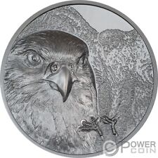 Falcon mongolia selvaggia usato  Ciampino