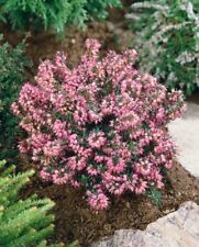 Erica carnea lohses gebraucht kaufen  Westerstede