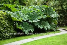 Gunnera manicata plants for sale  Albany