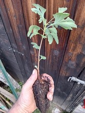 Piantine ginkgo biloba usato  Torino