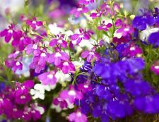 Giant cascading lobelia for sale  DEWSBURY