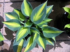 Blaugold funkie hosta gebraucht kaufen  Eberhardzell