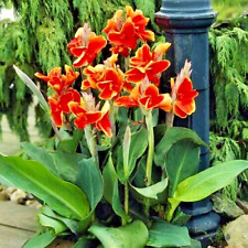 Canna lily dwarf for sale  NORTHWICH