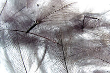 Plume cul canard d'occasion  Clermont-Ferrand-