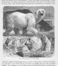 Eisbär ursus maritimush gebraucht kaufen  Lauenburg/ Elbe
