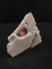 Calcite promicroceras ammonite for sale  BATH