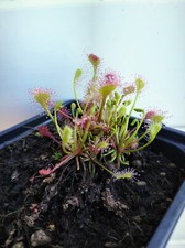 Drosera eloisiana sundew for sale  LLANDYSUL