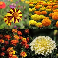 Marigold seeds huge for sale  SALISBURY