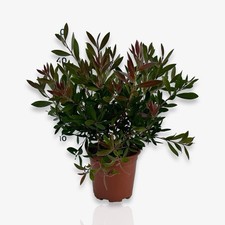 Pianta callistemon citrinus usato  Milazzo