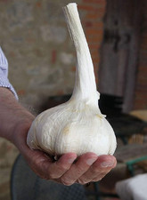 Aglione varietà aglio usato  Roma