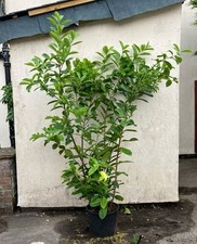 10x 7ft instant for sale  PRESTON