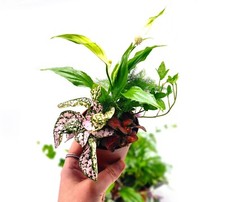 Terrarium plant bundle for sale  SELBY
