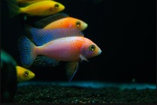 African cichlids red for sale  Aurora