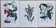 Lot prints van d'occasion  Expédié en Belgium