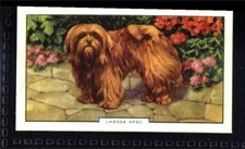 Gallaher dogs 2nd for sale  HUNTINGDON