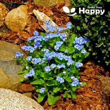 Alpine forget blue for sale  DONCASTER