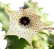 Talea pianta senza usato  Giugliano in Campania