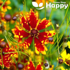 Dwarf coreopsis radiata for sale  DONCASTER