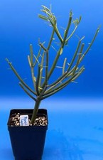 Pencil cactus euphorbia for sale  Jacksonville