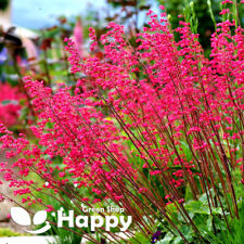 Red coral bells for sale  DONCASTER