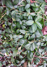 100 periwinkle vinca for sale  Harveys Lake