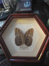 Brazillian owl butterfly for sale  LONDON