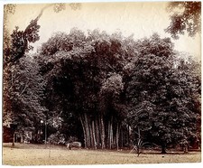 Photo ceylon giant d'occasion  Expédié en Belgium