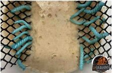 Live hornworms per for sale  Chardon