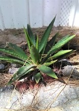 Cactus agave plant for sale  El Paso
