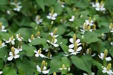 Houttuynia cordata plena for sale  MARKET RASEN