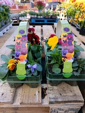 Pack mix pansy for sale  LARGS