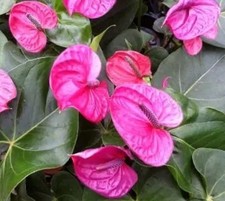 Purple anthurium live for sale  Fort Myers