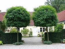 Kugel robinie kugelakazie gebraucht kaufen  Essen