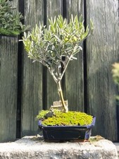planting tables potting for sale planting tables potting for sale  Brentwood